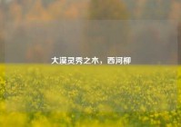 大漠灵秀之木，西河柳