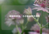 探秘鸡内金，小小脏器的大功效