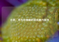 小米，平凡谷物里的非凡魅力探寻