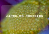 小小甘草片，功效、作用与主治全解析