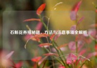 石斛花养殖秘籍，     与注意事项全解析
