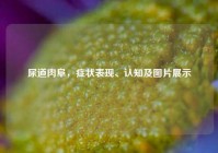 尿道肉阜，症状表现、认知及图片展示