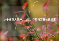 小小油菜大乾坤，功效、作用与营养价值探索