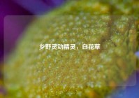 乡野灵动精灵，白花草