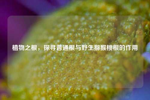 植物之根,探寻普通根与野生猕猴桃根的作用