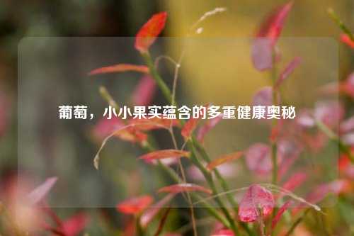 葡萄,小小果实蕴含的多重健康奥秘